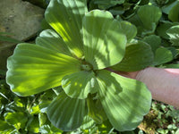 (4) Water Lettuce Jumbo Giant 8” Size Koi Pond Floating Plants Rid Algae Shade