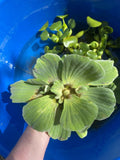 (6) MIX Water Lettuce & Hyacinth Large 6-7” Koi Pond Floating Plant Algae Shade