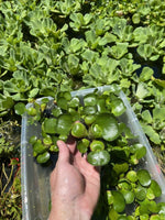 (16) Water Hyacinth Koi Pond Floating Plants Rid Algae Medium- Small 2-4” Filter