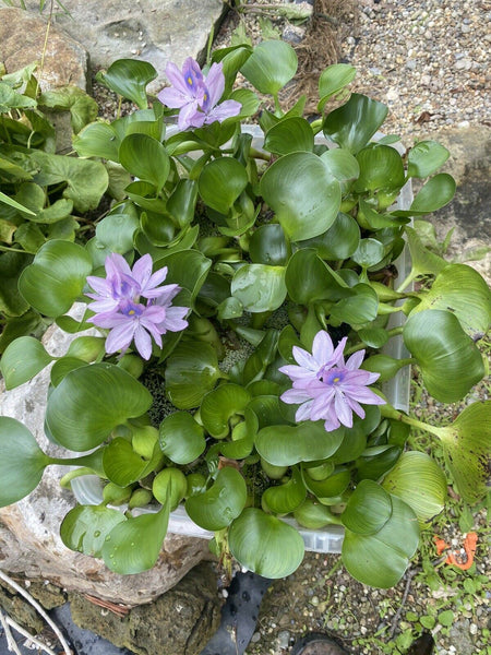 (6) Water Hyacinth Koi Pond Floating Plants Rid Algae LARGE Jumbo Purple  6”