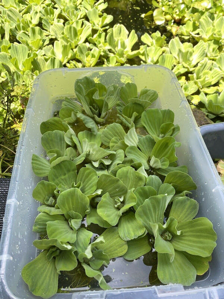 (20) Water Lettuce Koi Pond Floating Plants Algae Medium Small Bio Filter 2-4”