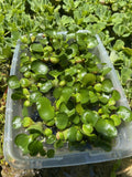 (15) Water Hyacinth Koi Pond Floating Plants Rid Algae Medium- Small 2-4” Filter