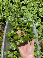 (15) Water Hyacinth Koi Pond Floating Plants Rid Algae Medium- Small 2-4” Filter