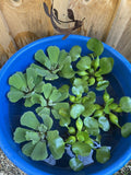 (20) LARGE Mix Water Hyacinth & Lettuce Koi Pond Floating Plants Rid Algae 5-7”