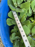 (12) Mix Water Hyacinth & Lettuce Koi Pond Floating Plants Rid Algae LARGE 5-7”