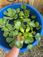 (12) Mix Water Hyacinth & Lettuce Koi Pond Floating Plants Rid Algae LARGE 5-7”