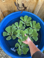 (20) LARGE Mix Water Hyacinth & Lettuce Koi Pond Floating Plants Rid Algae 5-7”