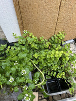 KOI POND Pack Creeping Jenny Water Lettuce Hyacinth Iris Plant