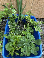 KOI POND Pack Creeping Jenny Water Lettuce Hyacinth Iris Plant