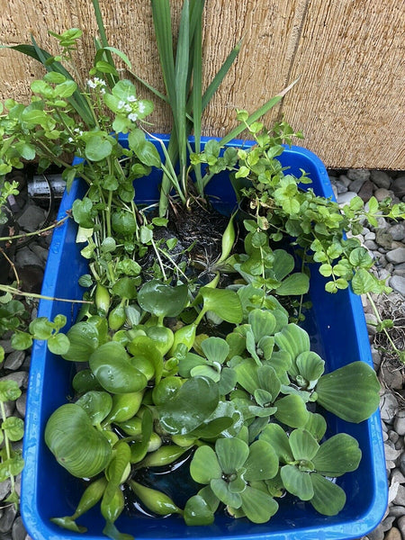 50 Helen's Water Hyacinth Plants – Organic Pond Plants, Beginner Friendly, USA Grown