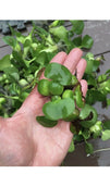 KOI POND Pack Creeping Jenny Water Lettuce Hyacinth Iris Plant