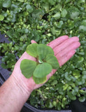 KOI POND Pack Creeping Jenny Water Lettuce Hyacinth Iris Plant