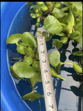 (8) Water Hyacinth Koi Pond Floating Plants Rid Algae BioFilter LARGE Jumbo 5-7”