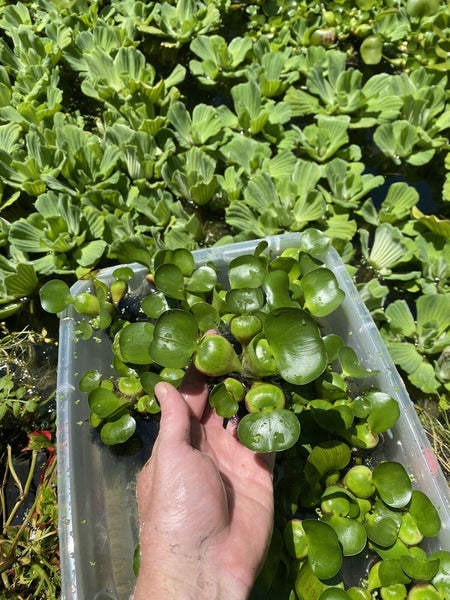 (12) Water Hyacinth Koi Pond Floating Plants Rid Algae Medium -small 2-4”