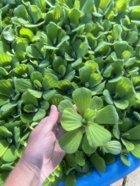 (33) Water Lettuce Koi  Pond Floating Plants Rid Algae Small-Med 3” Grows 12” +