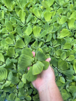 WEEKLY SALE (18) Water Lettuce Koi Pond Floating Plants Algae Medium 3” Fish