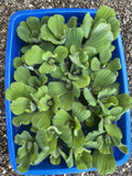 Father’s Day Special (25) Water Lettuce Koi Pond Floating Plants Algae Shade3-4”