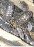 25 Live Pill Bugs Terrarium Clean Up Crew Roly Poly Feed Armadillidium Isopods F
