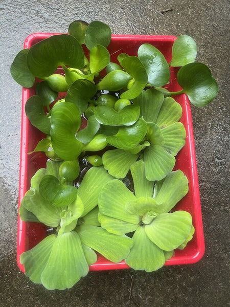 (6) MIX Water Hyacinth & Lettuce Koi Pond Floating Plants Algae LARGE Jumbo 6”