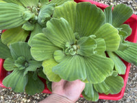 4th of July Special (6) MIX Water Hyacinth & Lettuce Koi Pond Floating Plants Algae LARGE Jumbo 6”