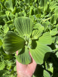 4th of July Special (6) MIX Water Hyacinth & Lettuce Koi Pond Floating Plants Algae LARGE Jumbo 6”