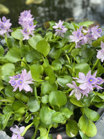 4th of July Special (6) MIX Water Hyacinth & Lettuce Koi Pond Floating Plants Algae LARGE Jumbo 6”