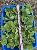 (15) Water Lettuce Koi Pond Floating Plants Rid Algae Shade 2-4” Grows 10”+