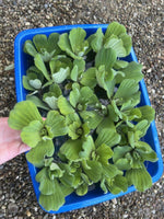 (15) Water Lettuce Koi Pond Floating Plants Rid Algae Shade 2-4” Grows 10”+