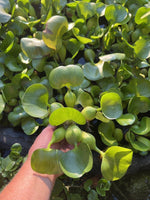 (8) Water Hyacinth Koi Pond Floating Plants Shade Filter Algae LARGE 6”🌸