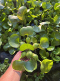(8) Water Hyacinth Koi Pond Floating Plants Shade Filter Algae LARGE 6”🌸