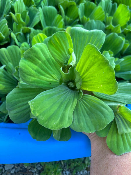 (8) Water Lettuce Koi Pond Floating Plants Algae LARGE Jumbo 6” 🌸SPRING 2023🌸