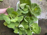 🌸(6) Water Lettuce Koi Pond Floating Plants Rid Algae Shade Bio Filter 6” Jumbo