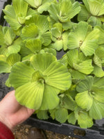Spring SPECIAL (15) Water Lettuce Koi Pond Floating Plants Rid Algae Shade 2-4”