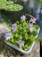 (6) MIX Water Hyacinth & Lettuce Koi Pond Floating Plants Algae LARGE Jumbo 6”🌸