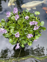 (6) MIX Water Hyacinth & Lettuce Koi Pond Floating Plants Algae LARGE Jumbo 6”🌸