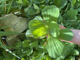 (3) Water Lettuce Jumbo Giant 8” Size Koi Pond Floating Plants Rid Algae Shade