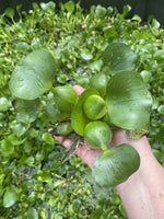 MEGA Koi Pond Combo 25 Plants Water Hyacinth Lettuce Iris Chameleon Celery Large