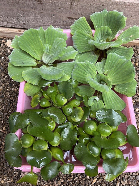 (6) Mix Water Lettuce & Hyacinth Koi Pond Floating Plants Algae Bog Filter LARGE