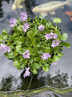 (6) Mix Water Lettuce & Hyacinth Koi Pond Floating Plants Algae Bog Filter LARGE