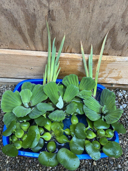 (9)  Large Koi Pond Combo 3 Water Hyacinth + 3 Lettuce + 3 Iris Floating Plants