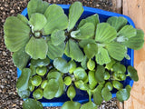 (9)  Large Koi Pond Combo 3 Water Hyacinth + 3 Lettuce + 3 Iris Floating Plants