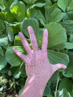 Summer SALE (6) Water Lettuce Jumbo 5-7” Koi Pond Floating Plants Algae Shade