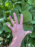 Summer SALE (6) Water Lettuce Jumbo 5-7” Koi Pond Floating Plants Algae Shade