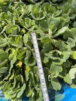 Summer SALE (6) Water Lettuce Jumbo 5-7” Koi Pond Floating Plants Algae Shade