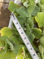 Summer SALE (6) Water Lettuce Jumbo 5-7” Koi Pond Floating Plants Algae Shade
