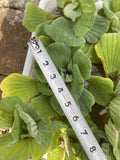 Summer SALE (6) Water Lettuce Jumbo 5-7” Koi Pond Floating Plants Algae Shade