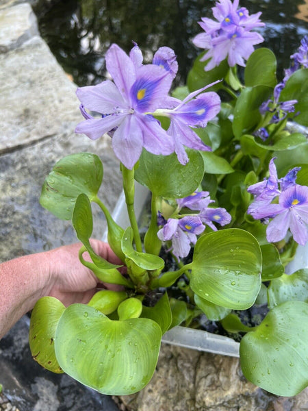 SPECIAL (4) Water Hyacinth Koi Pond Floating Plants Algae Filter 5” BLOOMS July