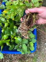 Koi Pond Plant Custom Combo U CHOOSE Floating Water Hyacinth Lettuce Iris Jenny