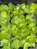 (50) Water Lettuce Koi  Pond Floating Plants Rid Algae Medium Small 2-4”