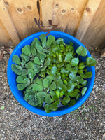 (18) MIX Water Lettuce & Hyacinth Koi Pond Medium Floating Plants Algae Shade 5”